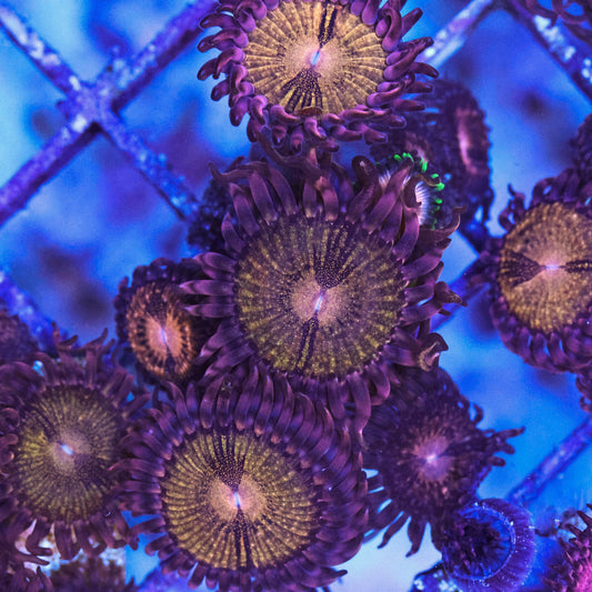 WYSIWYG Reverse Space Monster Zoa 4+ Polyps