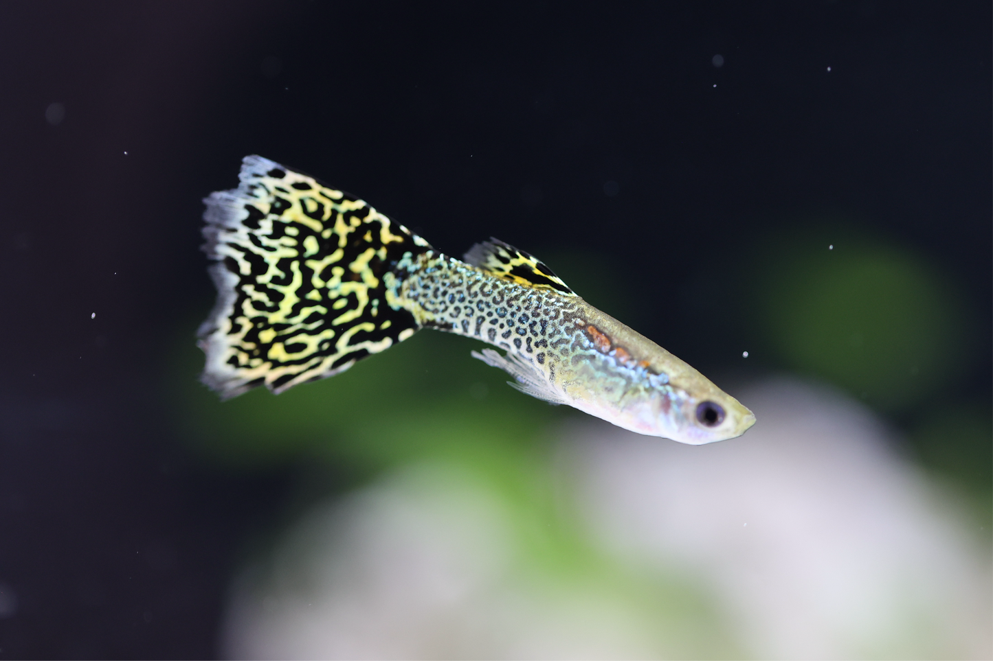 Green Cobra Guppy Male 2-3cm