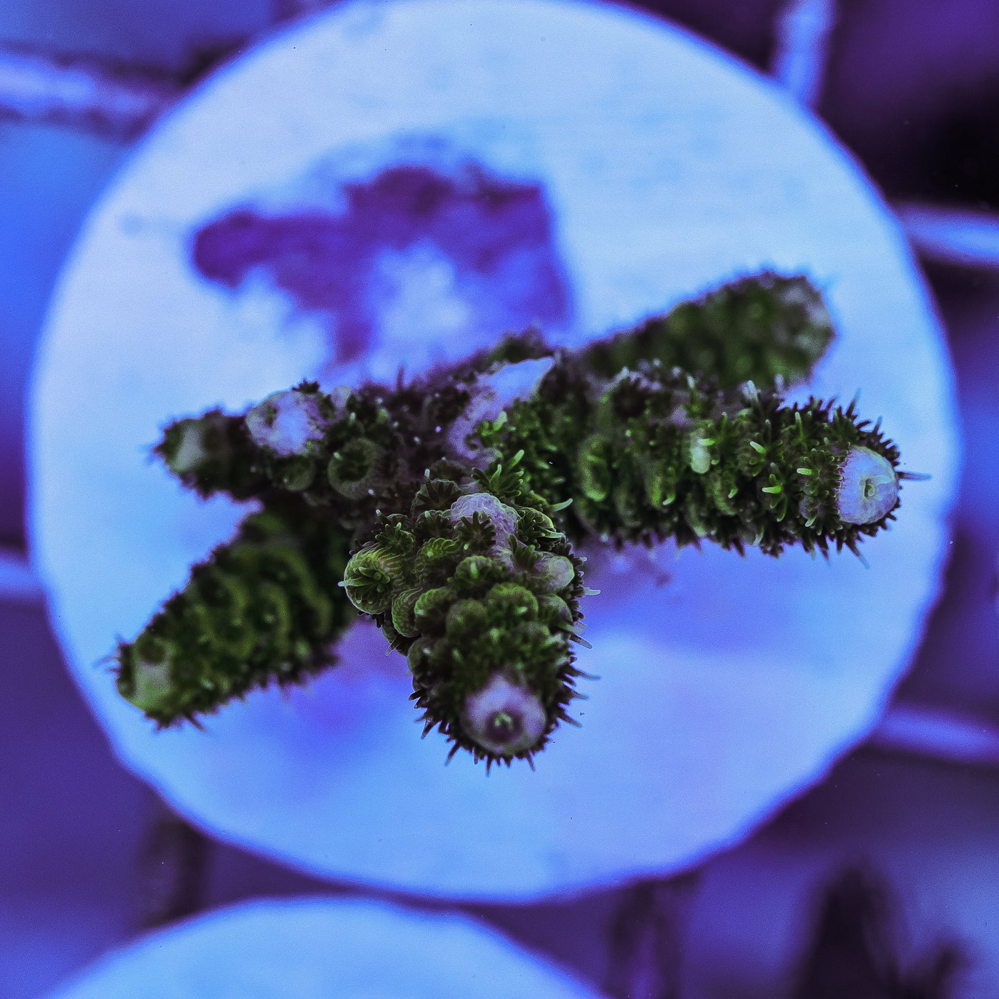 WYSIWYG Acropora Frag 6