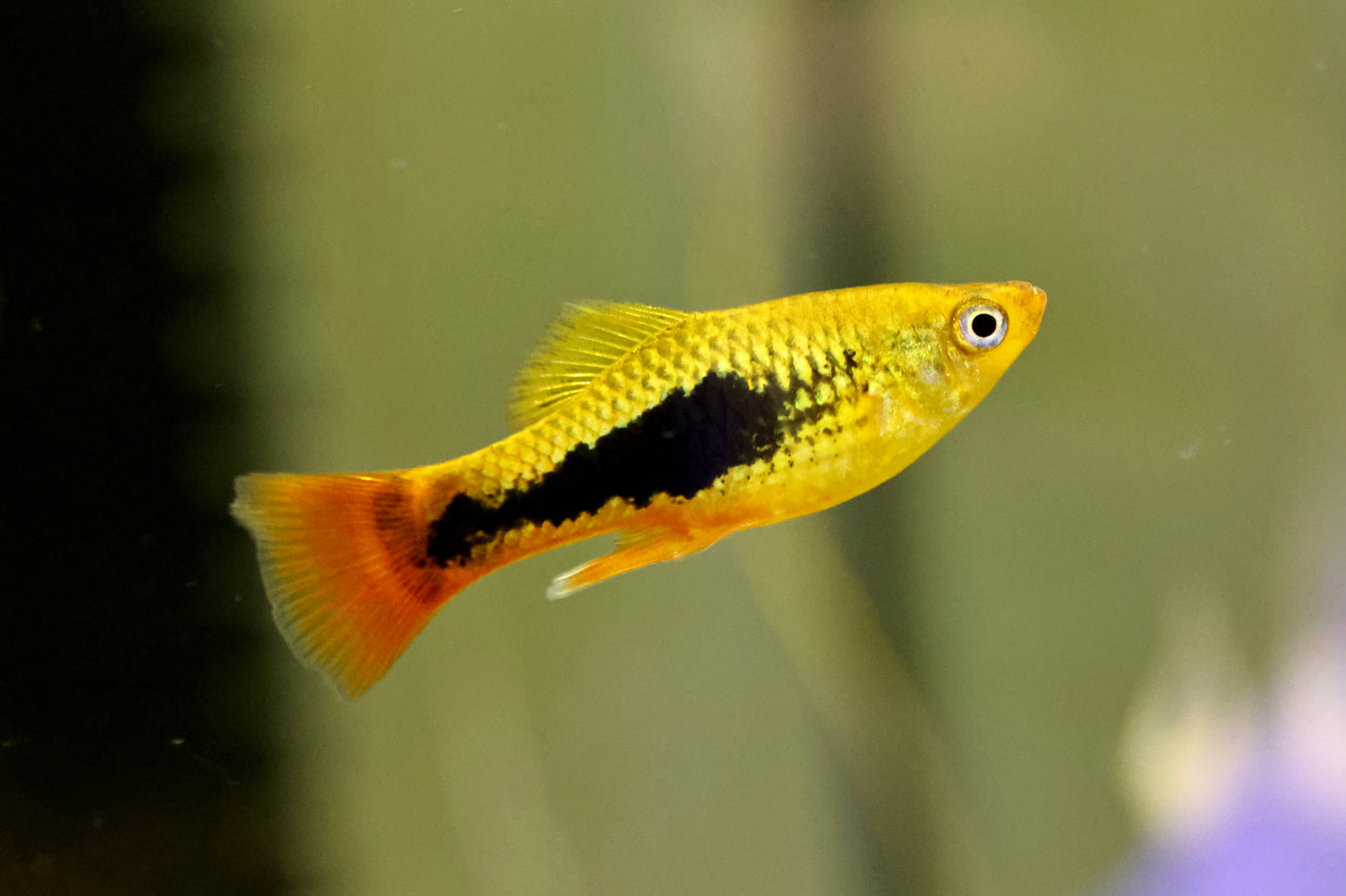 Black Variatus Platy 4cm