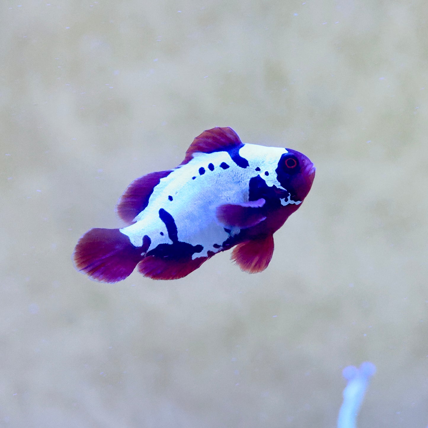 Lightning Maroon Clownfish (Medium)