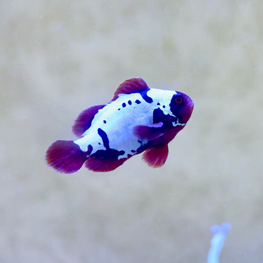 Lightning Maroon Clownfish (Medium)