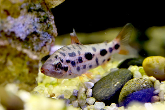 Leporinus sp. Strawberry 5-6cm