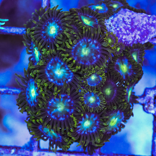 Blue Steel Zoa