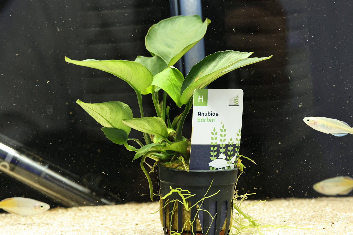 Anubias barteri