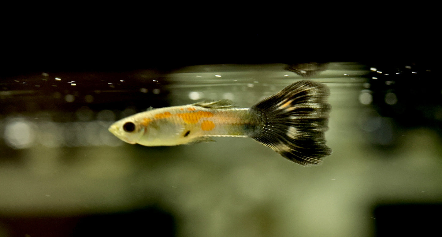 Premium Assorted Female Guppy 2-3cm