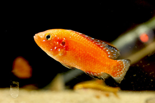 Turkana Jewel Cichlid (Hemichromis exsul) 5-6cm