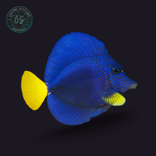 Tank bred Purple Tang Zebrasoma xanthurum in UK reef aquarium