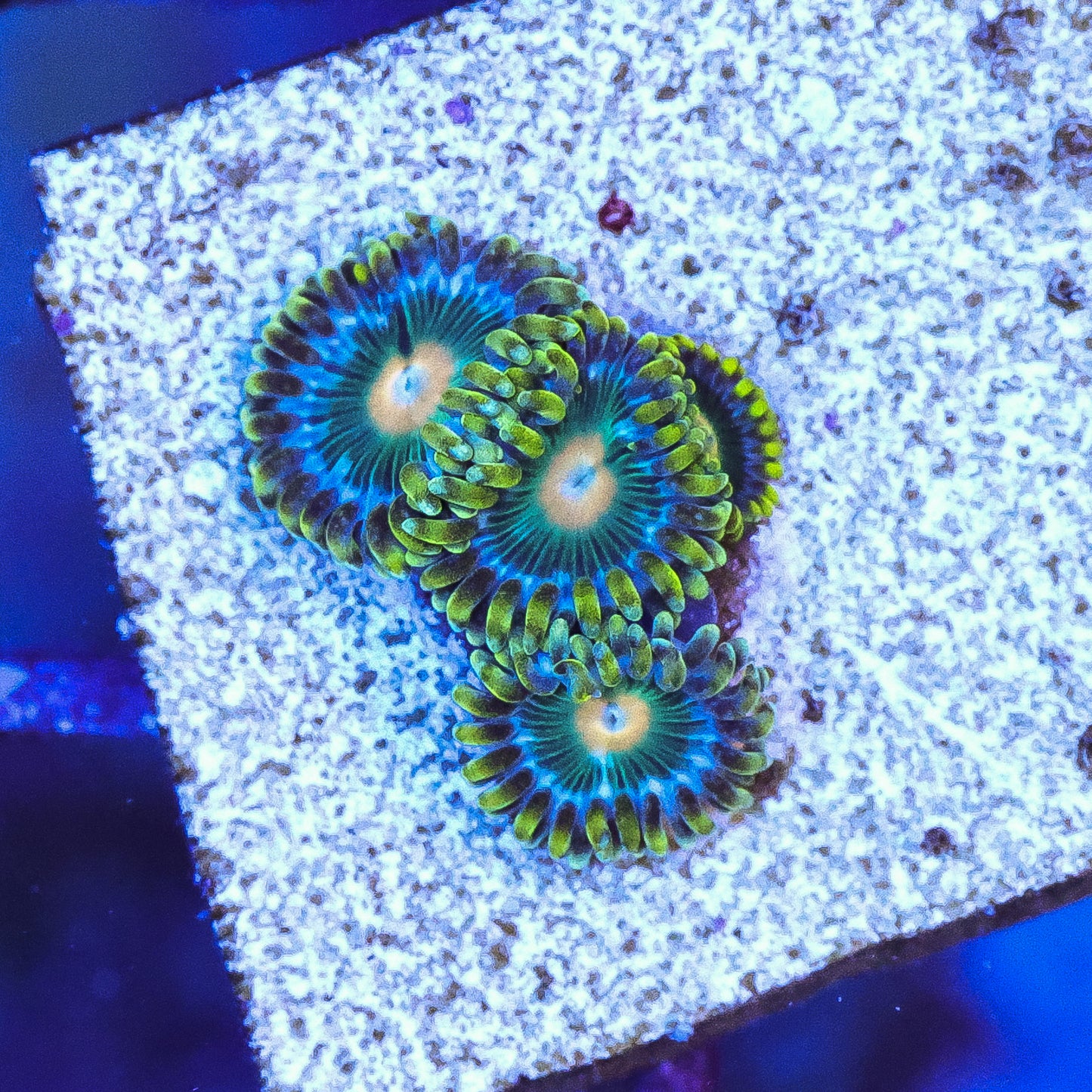 WYSIWYG Scrambled Egg Zoa 3+ Polyps