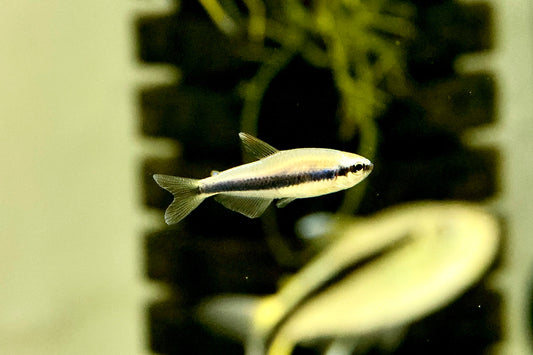 Emperor Tetra 2cm