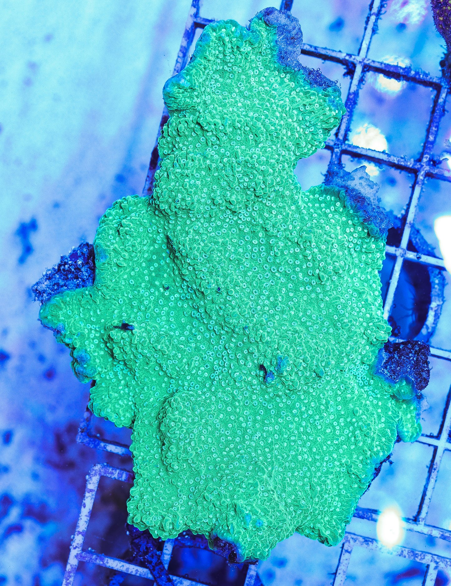 WYSIWYG Green Plating Montipora Colony