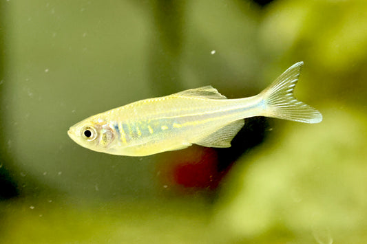 Giant Danio 3-4cm