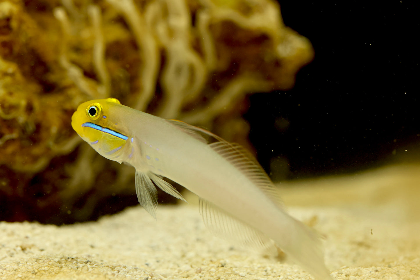 Blue Cheek Goby 5-6cm