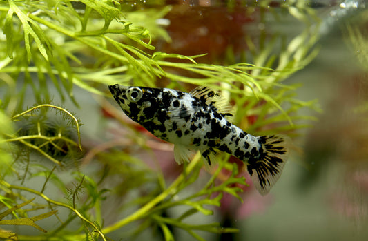 Dalmation Molly 4cm