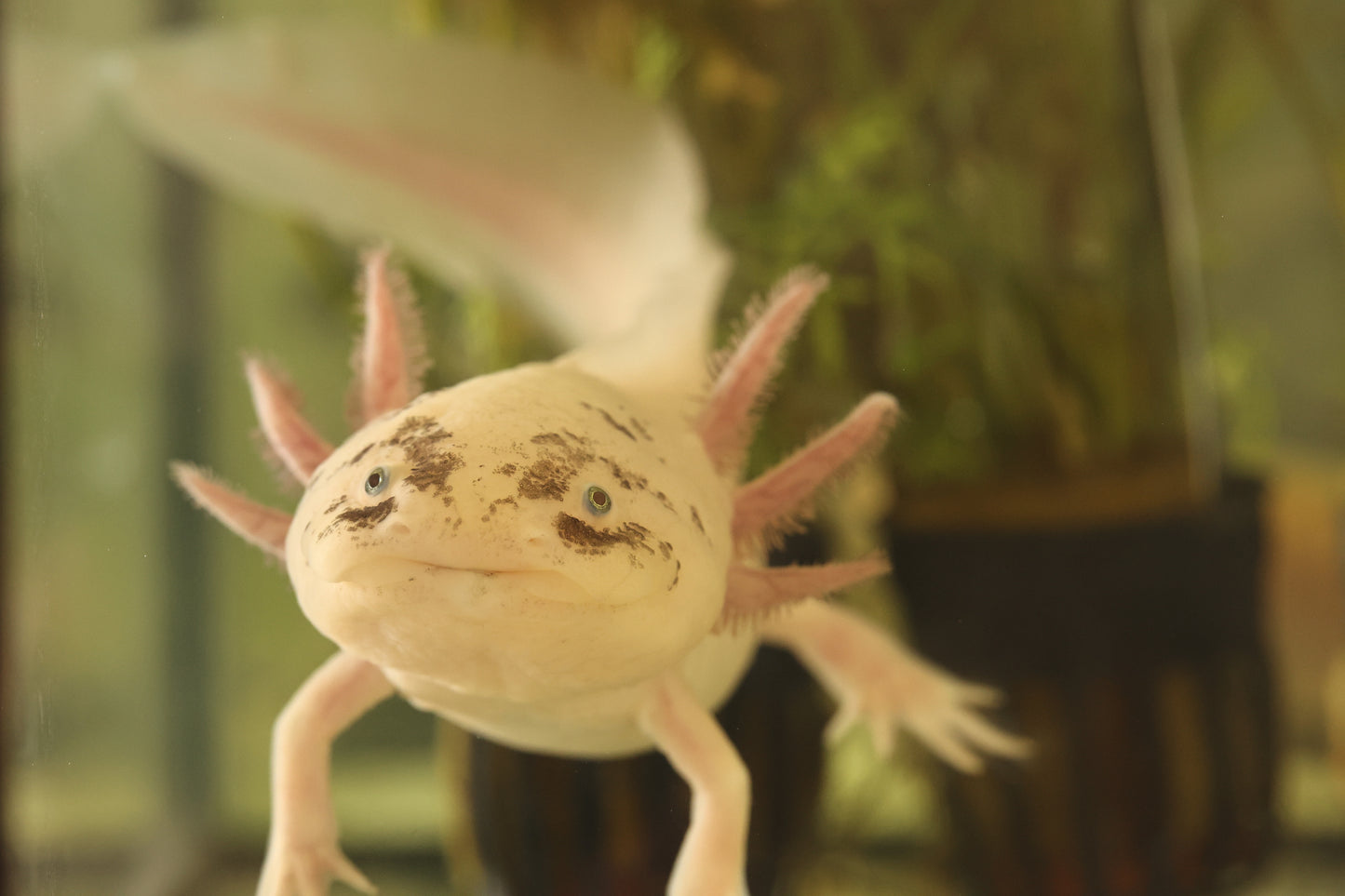 WYSIWYG Adult Leucistic Axolotl