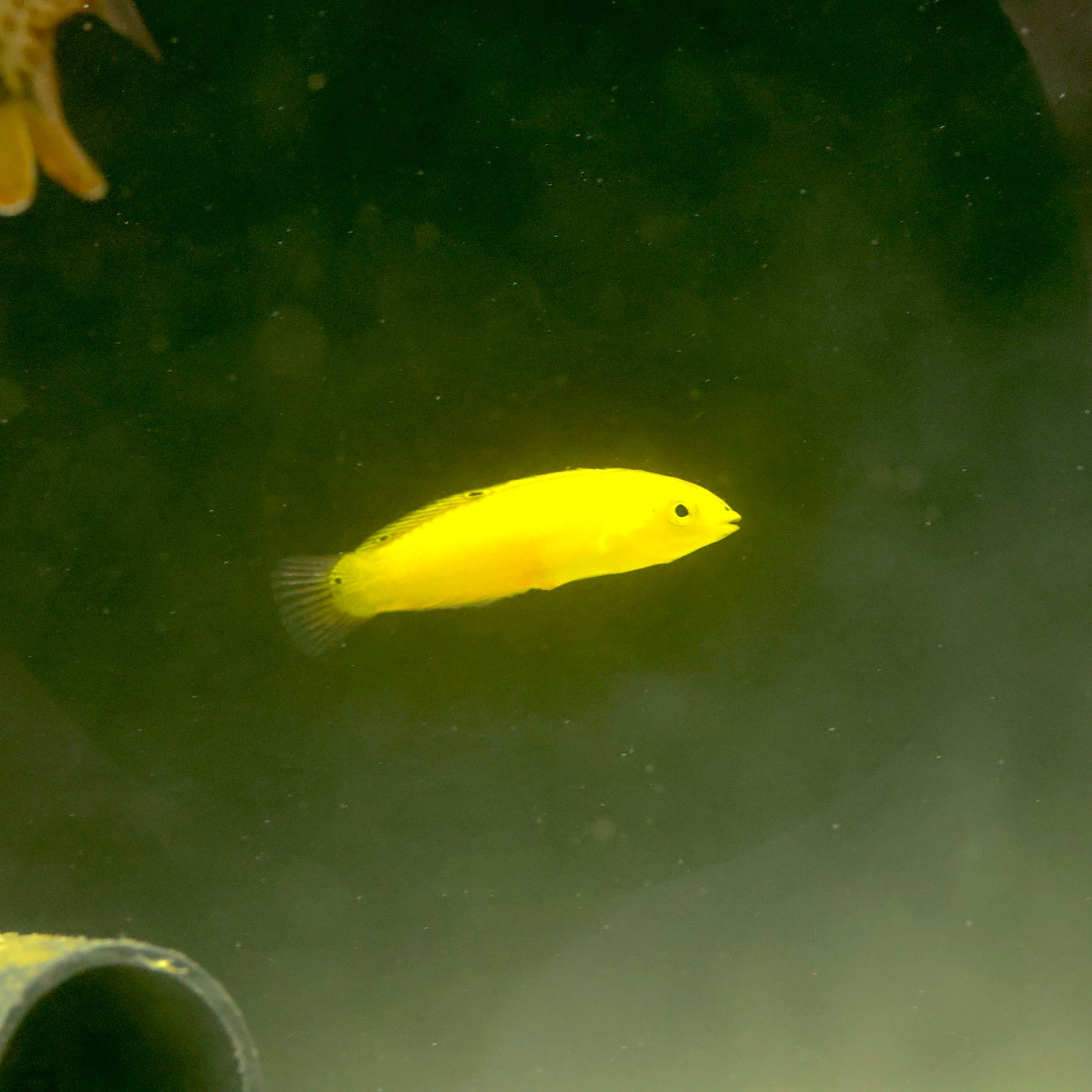 Yellow Wrasse (Halichoeres chrysus) (Medium)