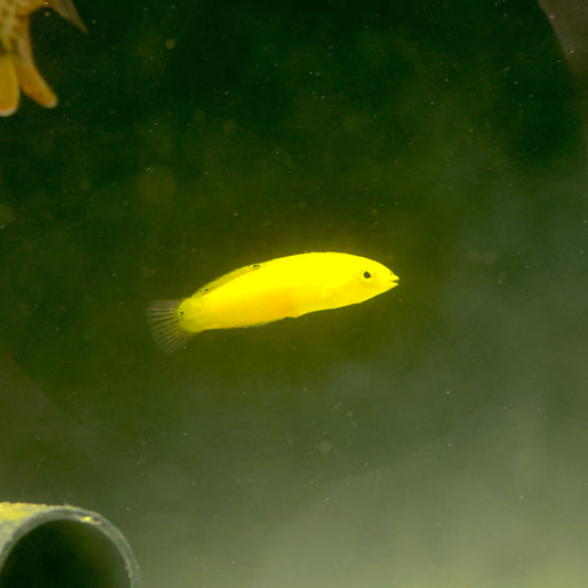 Yellow Wrasse (Halichoeres chrysus) (Medium)