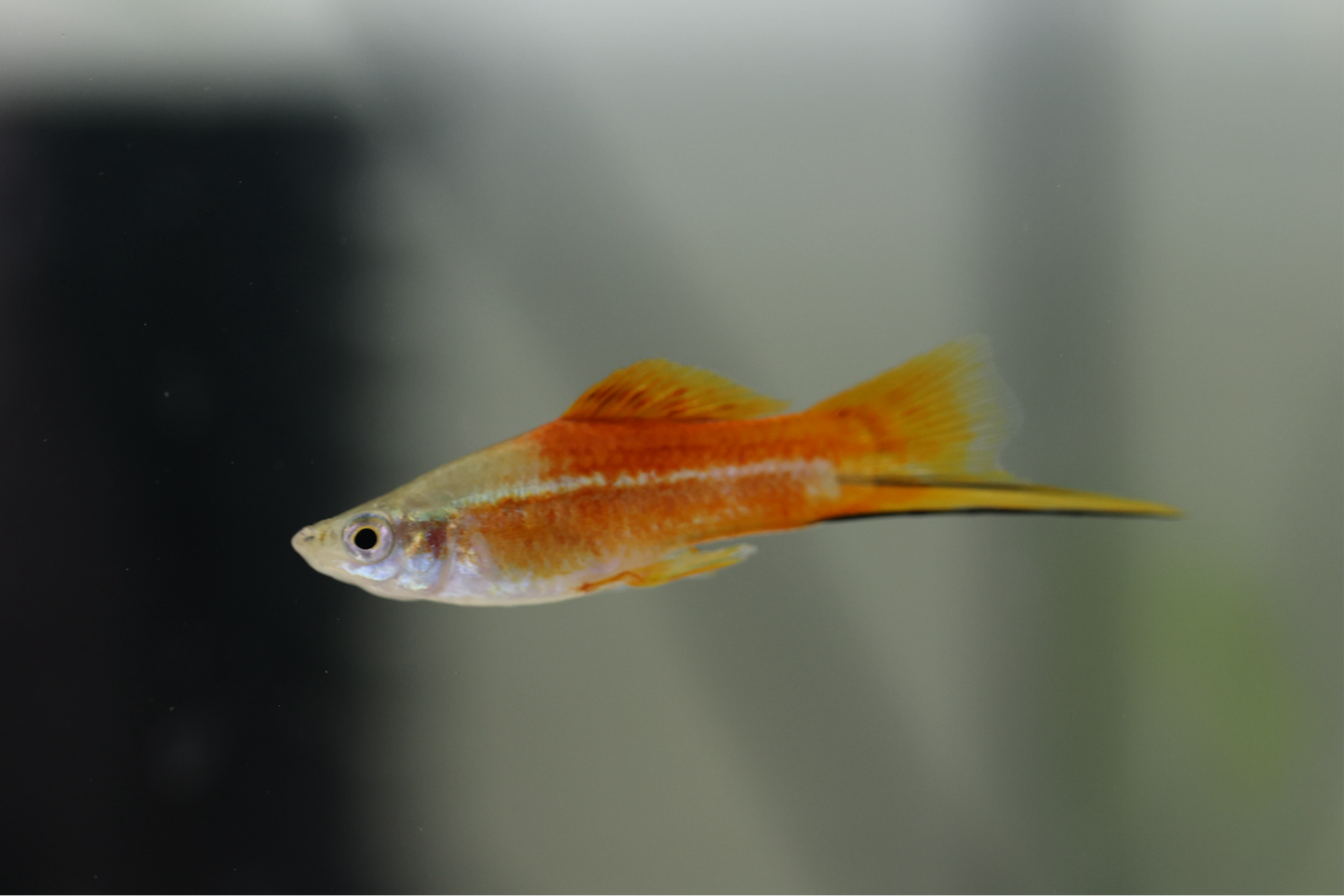 Neon Swordtail