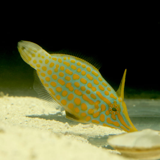 Orange Spot Filefish (Large)