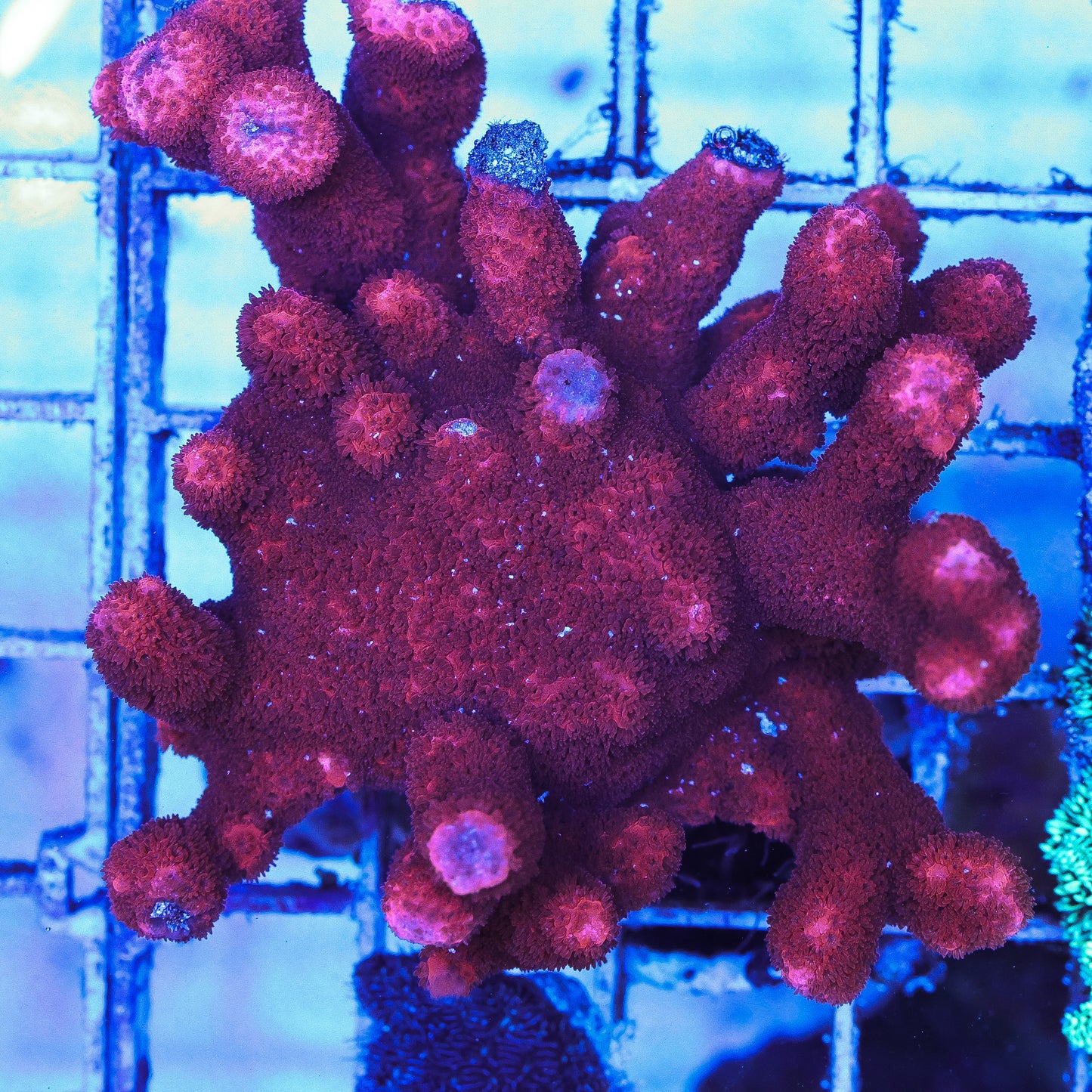 WYSIWYG Mini Colony of Red Montipora Digitata