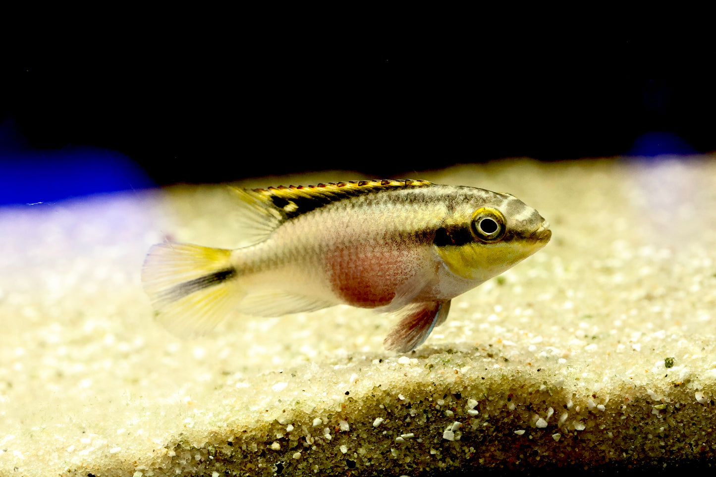 Kribensis Cichlid (Pelvicachromis pulcher) 4-5cm