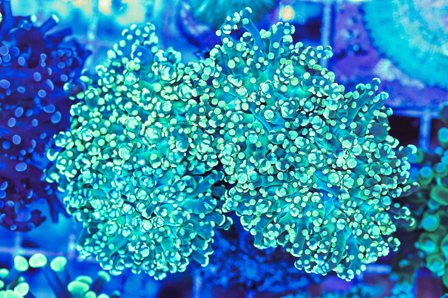 WYSIWYG Fluro Frogspawn 4 Heads