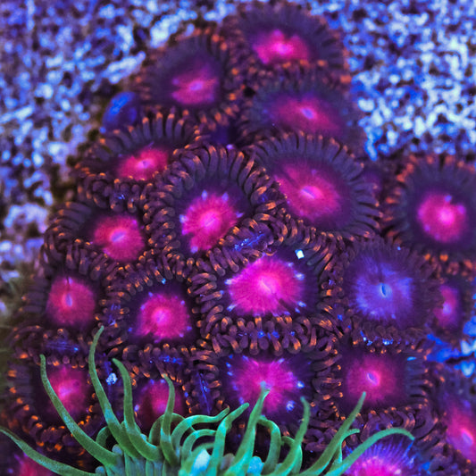 KH Sunburst Zoa