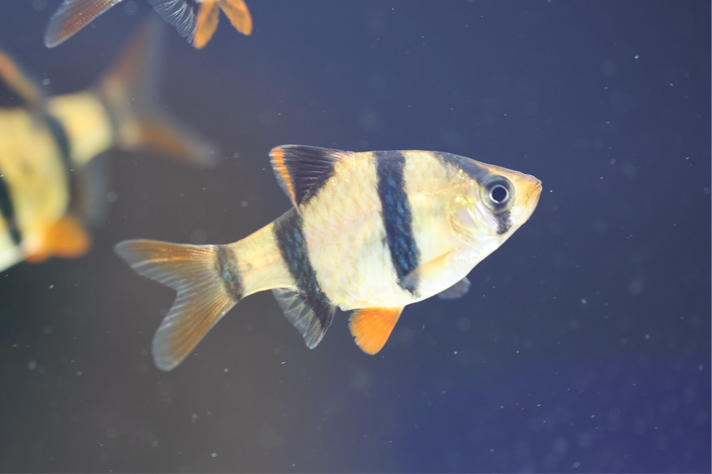 Tiger Barb 2-3cm