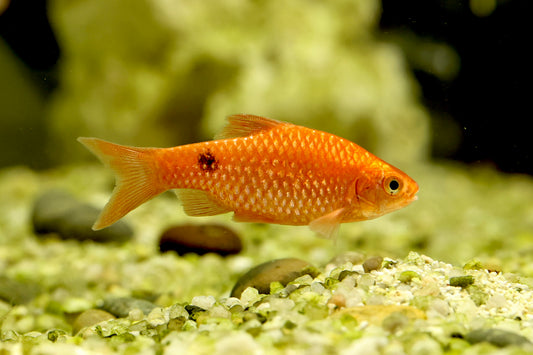 Blood Red Rosy Barb 4cm