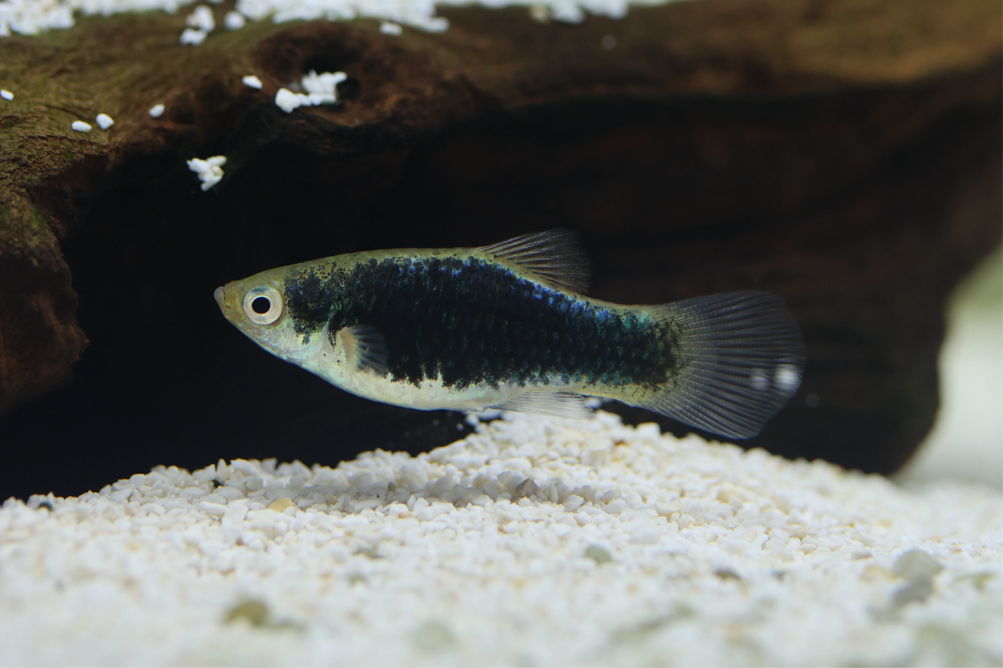 Blue Tuxedo Platy 3cm