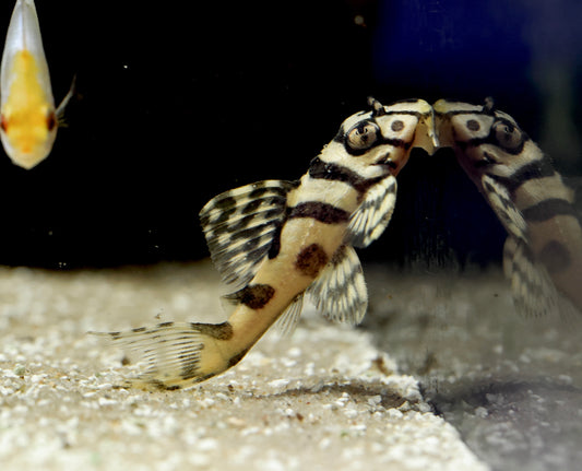 L236 Super White Pleco 5cm Locally Bred