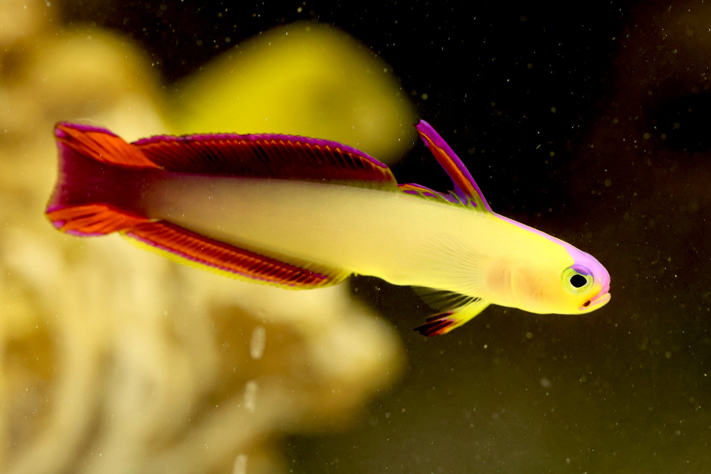 Purple Firefish Goby 5-6cm