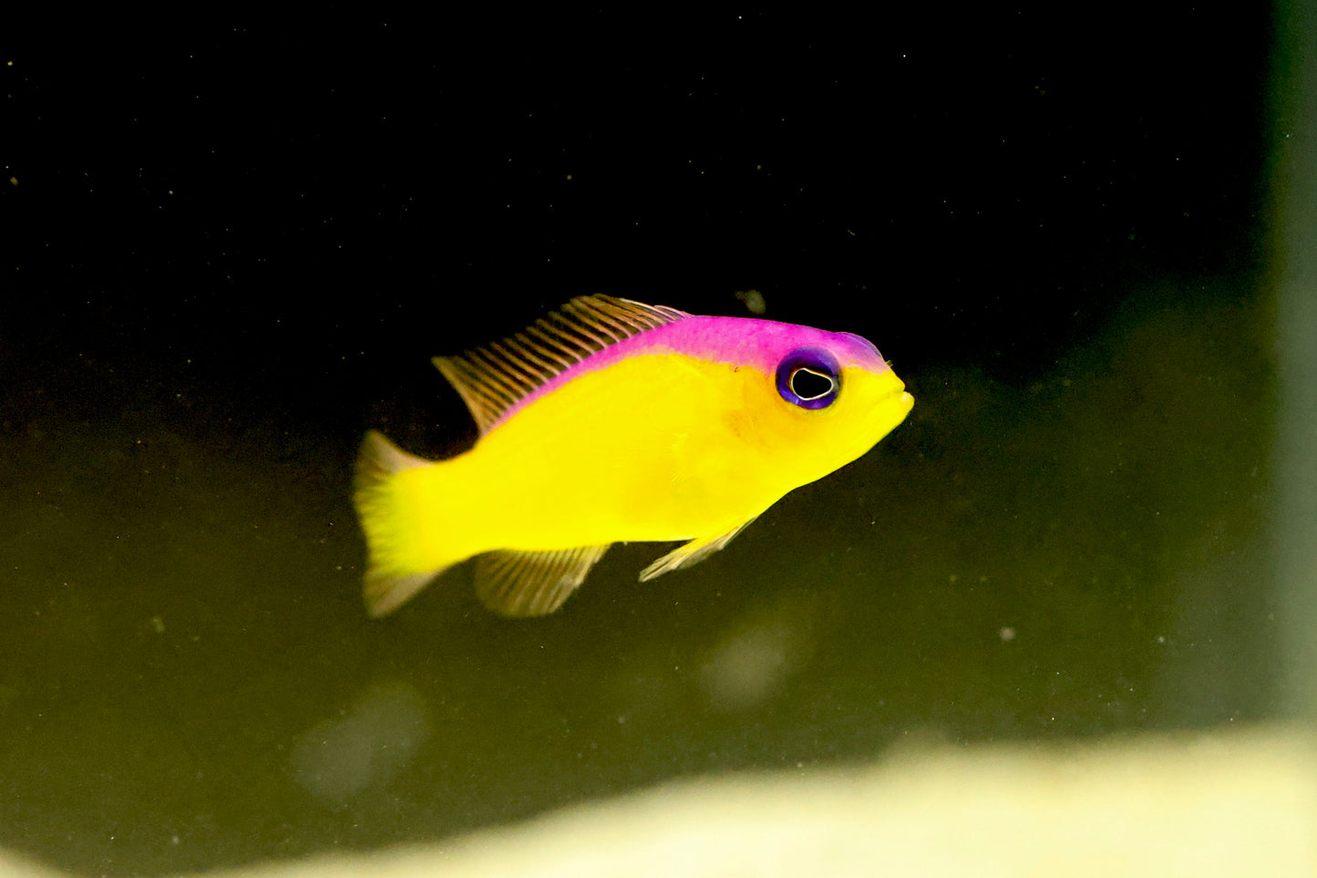 Flashback Pygmy Basslet 4cm