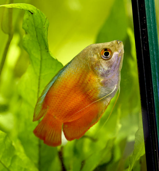 Blood Red Dwarf Gourami 4-5cm