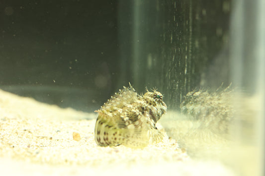 Algae Blenny (Medium)