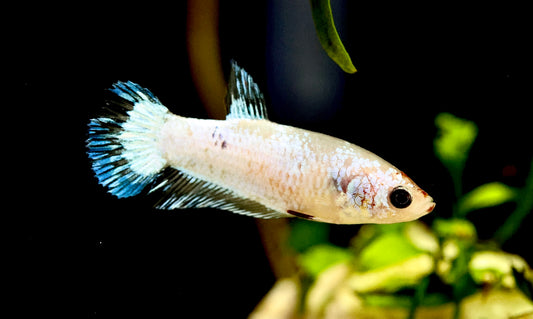 WYSIWYG Female Nemo Koi Betta/Fighter 5cm