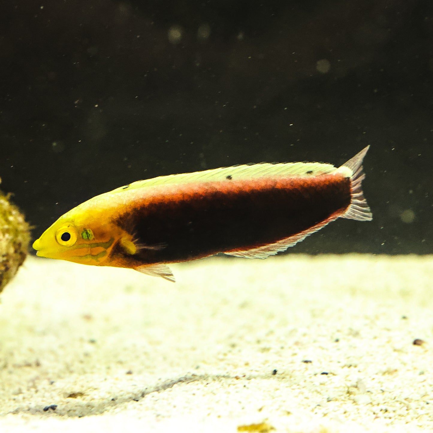 Iridis Wrasse 6cm