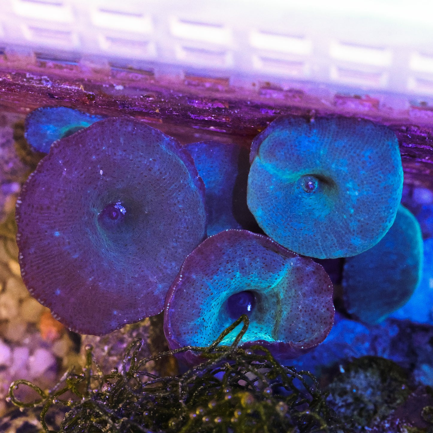 Blue Discosoma Mushroom 1 Leaf