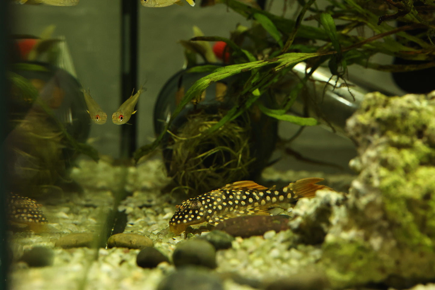 L014 Sunshine Pleco 5-6cm