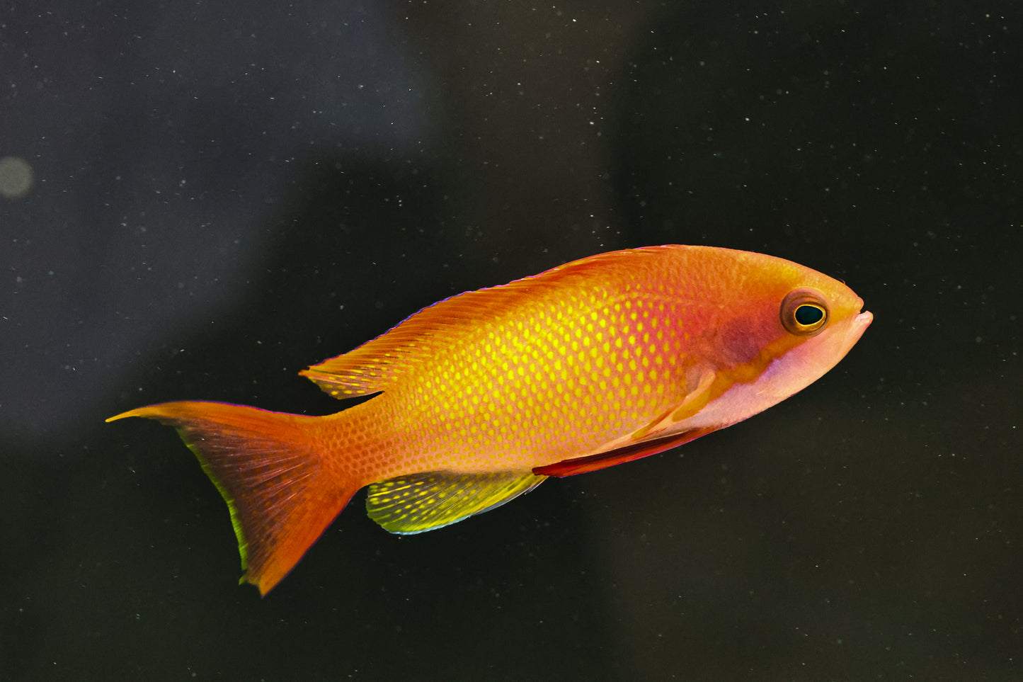 Male Anthia squamipinnis 5-7cm