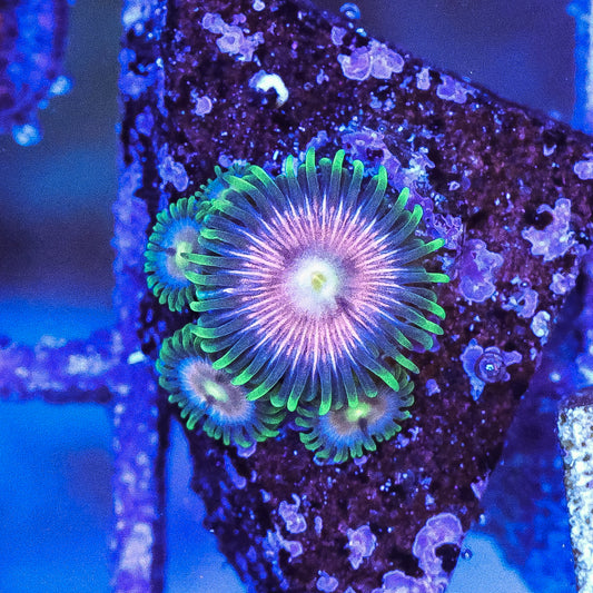 WYSIWYG Laser Lemon Zoa 4 Polyps