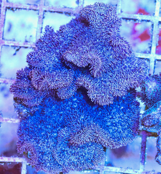 WYSIWYG Purple Pavona Colony