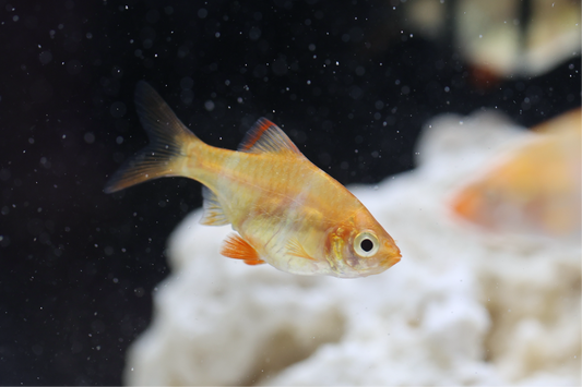 Albino Tiger Barb 3-4cm