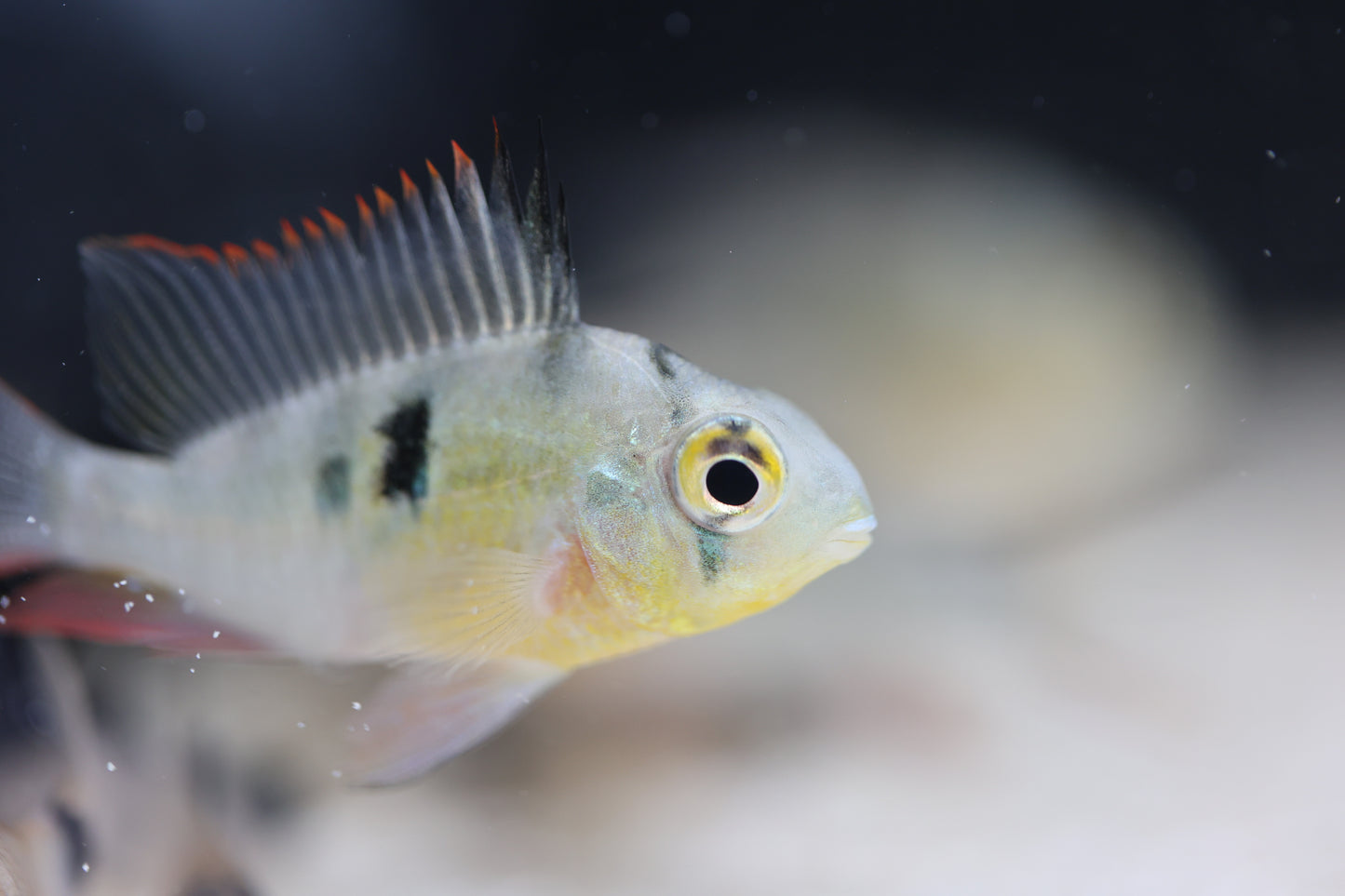 Royal Bolivian Ram 4cm