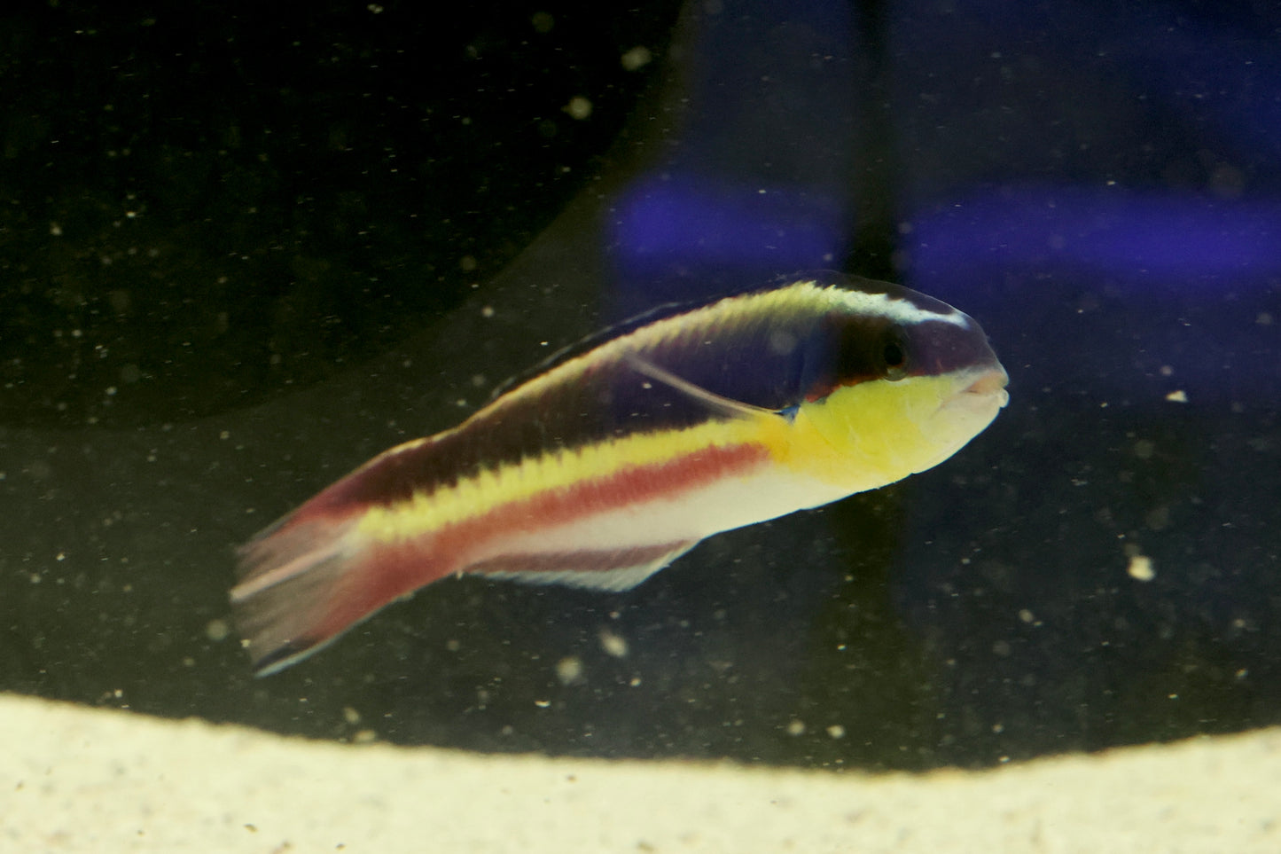 Mexican Wrasse (Thalassoma lucasanum)(Medium/Large)