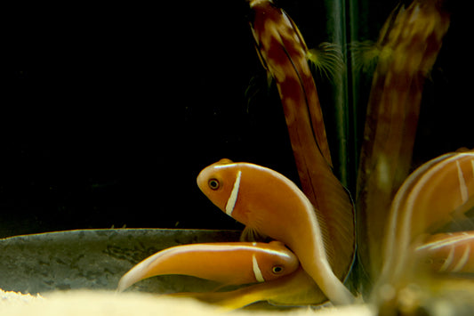 WYSIWYG Fiji Skunk Clownfish Pair 5-6cm