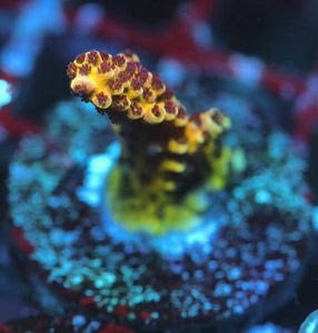 WYSIWYG Chilli Chomper Acropora