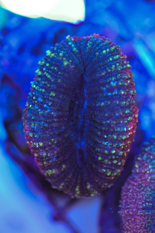 WYSIWYG Lobophyllia