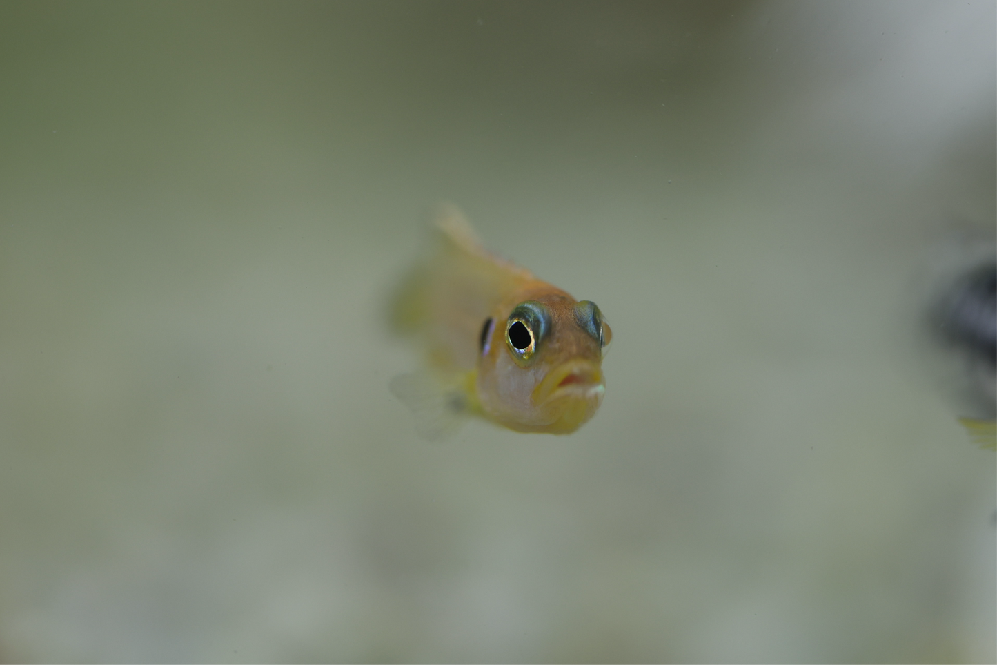 Lamprologus Ocellatus Orange 2-3cm