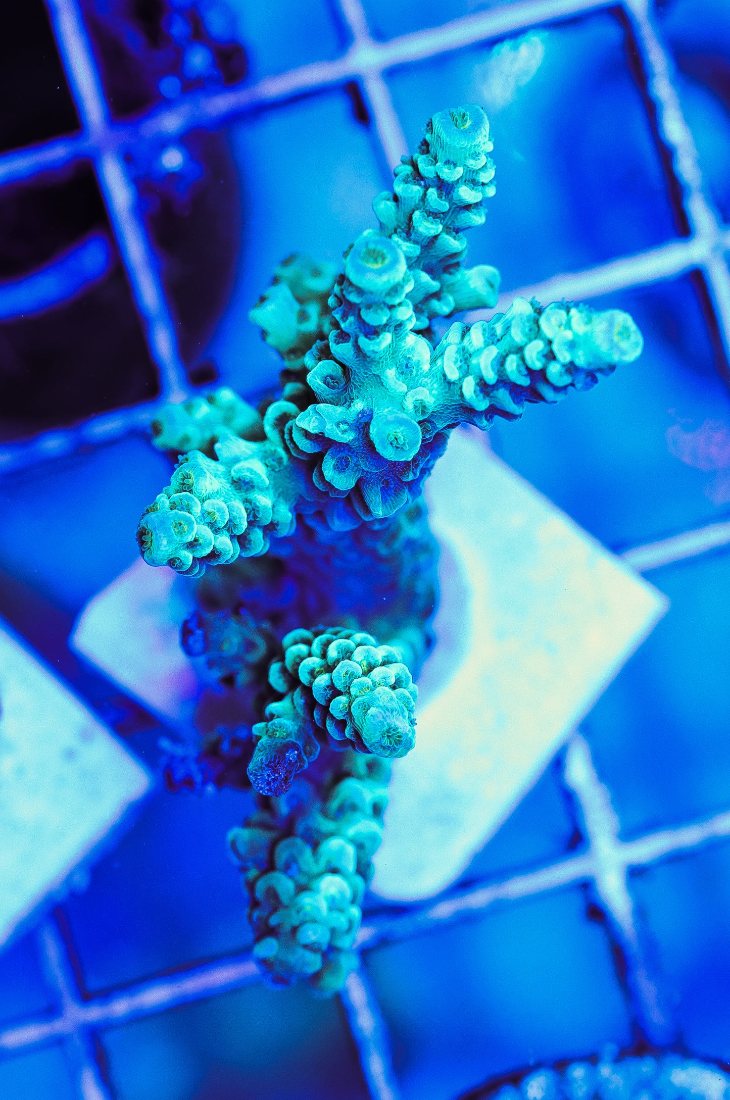 WYSIWYG Acropora Frag